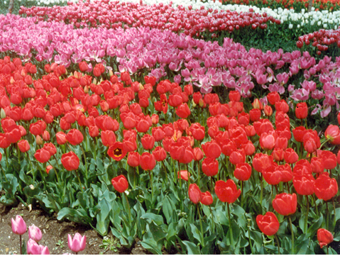 floriculture horticulture himachal pradesh